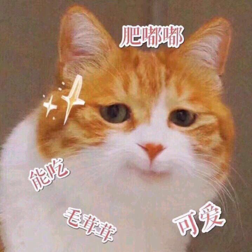 一只不喜欢吃鱼的懒喵°
