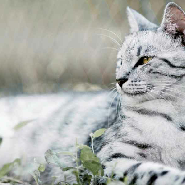 Frederick