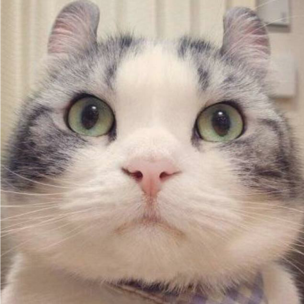 ABigCat