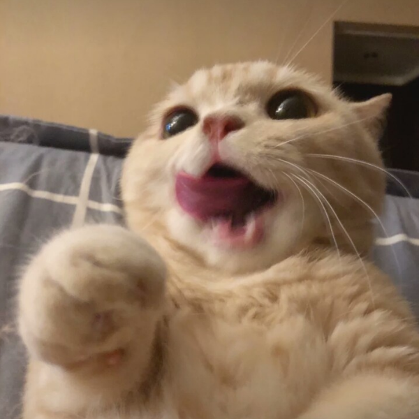 大橘才不胖