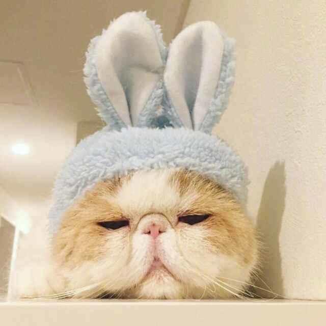 半截的诗