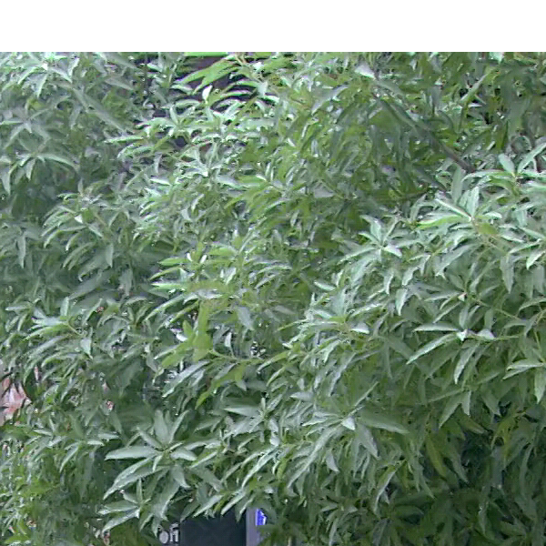 血染大地