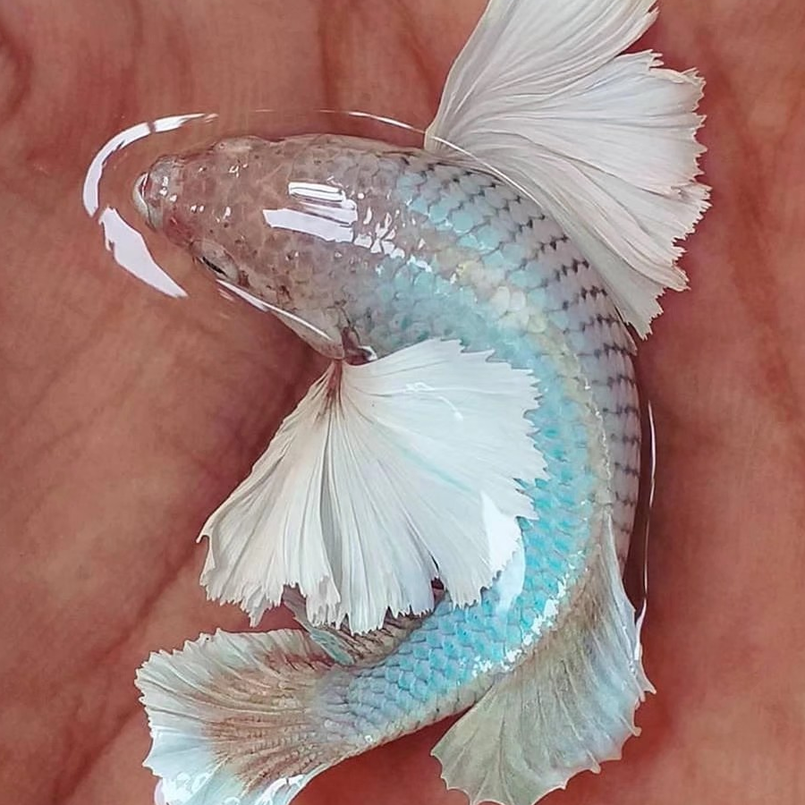 人间开花
