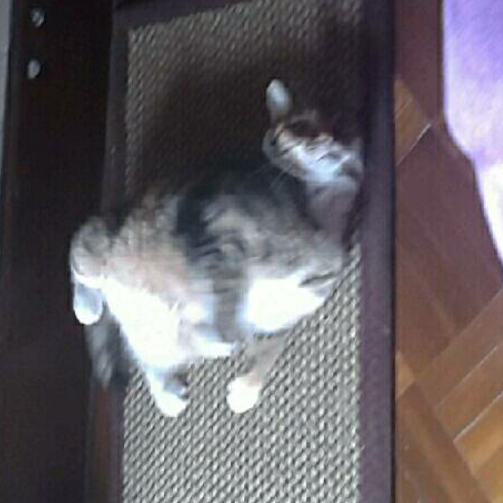 映丶照着生命走下去