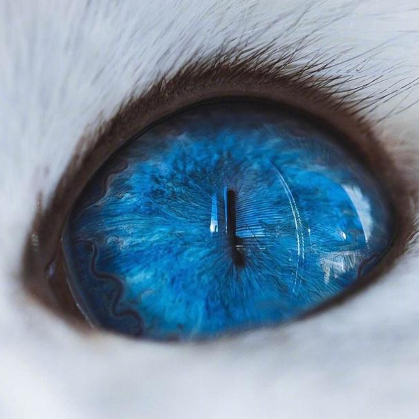 blue eye