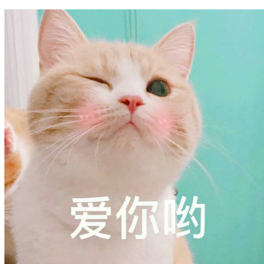 猫猫和闹闹