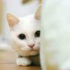 影子下的猫