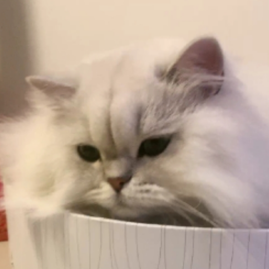 鸽德德