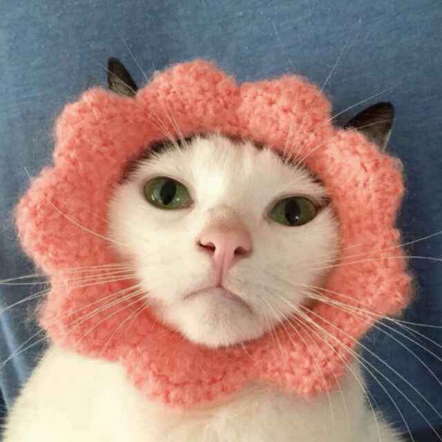精灵的耳朵