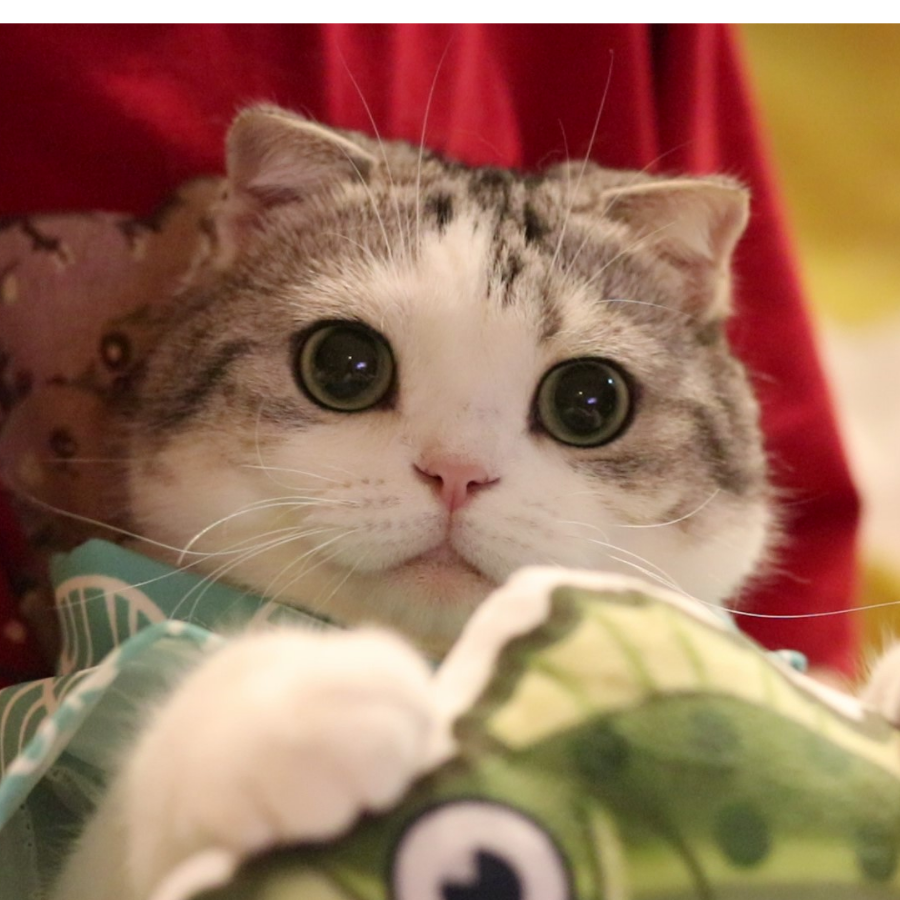 一只小猫猫虫