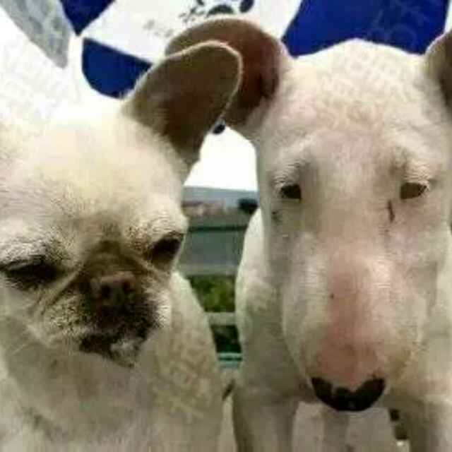 云耳