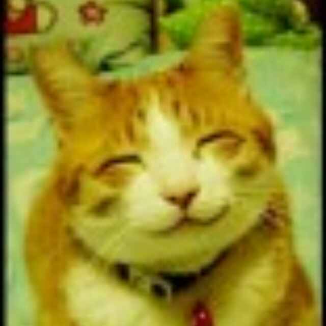 猫又