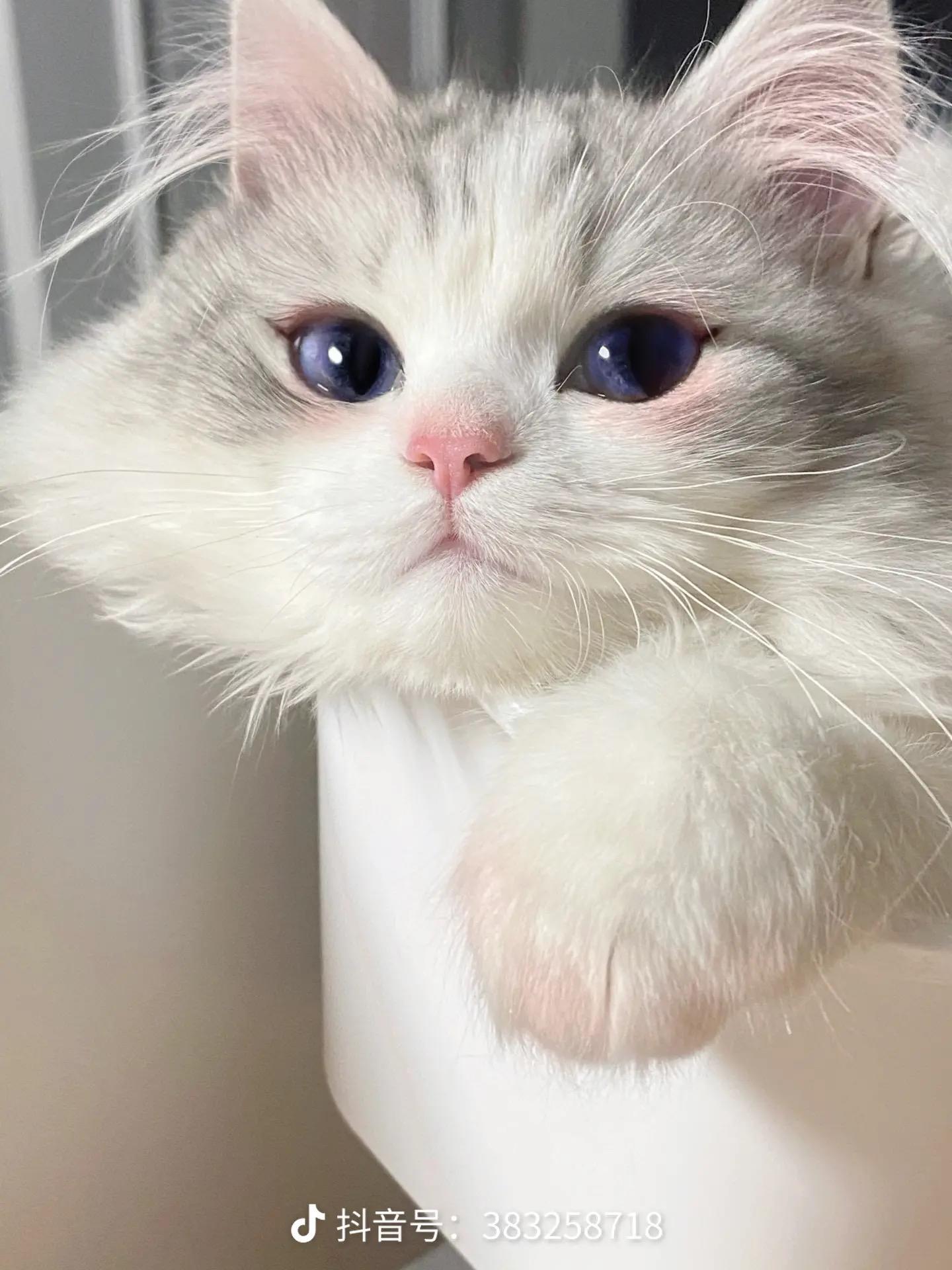 芝麻糊糊糊