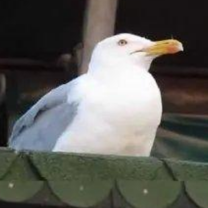 咕咕咕