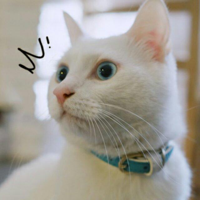 Bai