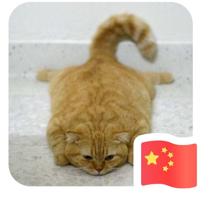 迟睡猫