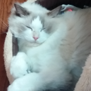 DEUSY