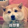 在野和猫