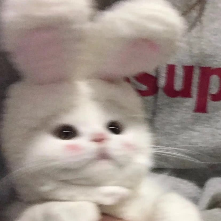 昭舒烟