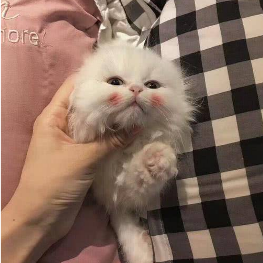 莉莉卡