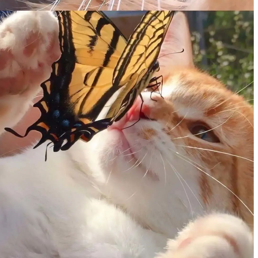 薛定猫的蝴蝶