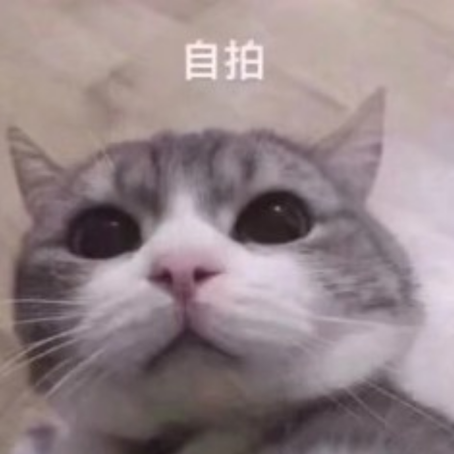 ( ⸍ꔷ͈ᗄꔷ͈⸌)o彡