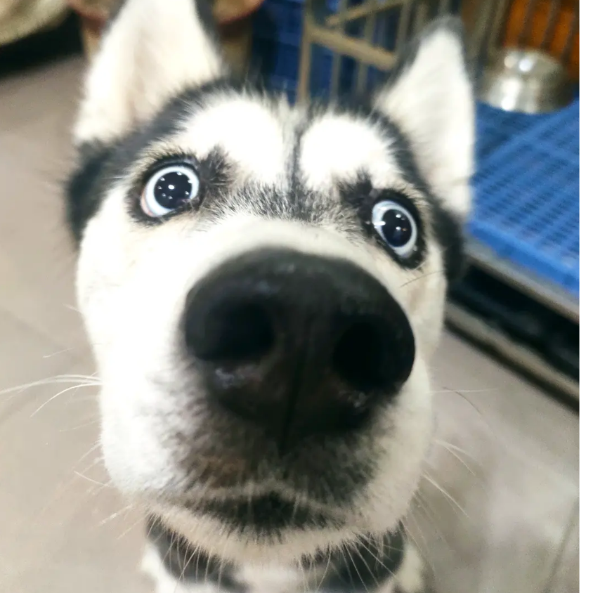 鸡汤来咯