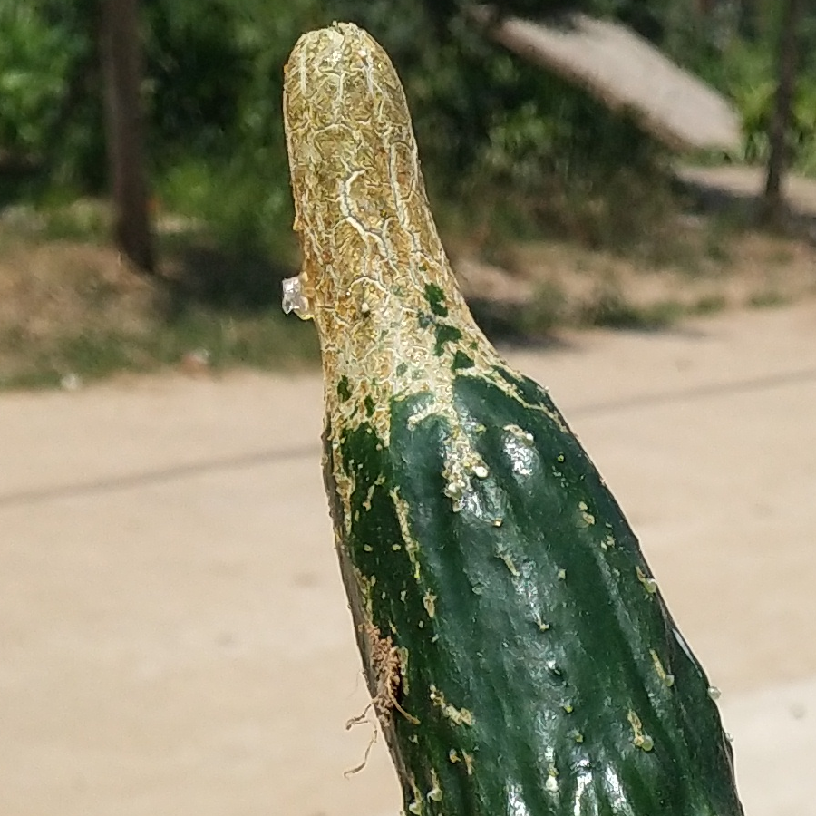 梦起涟漪