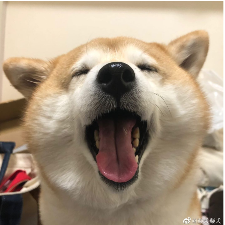熊猫不是猛男