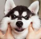 宇