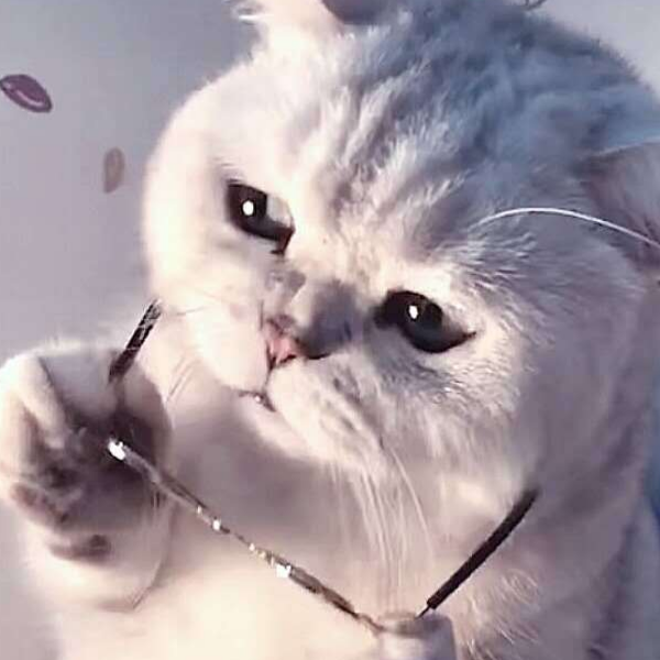 与猫i