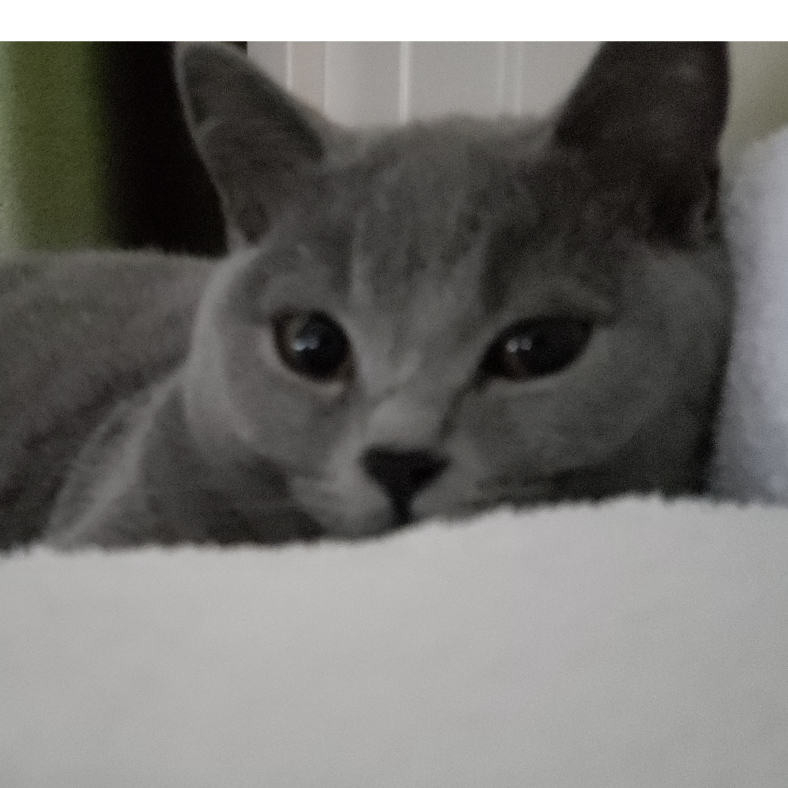 Carlos