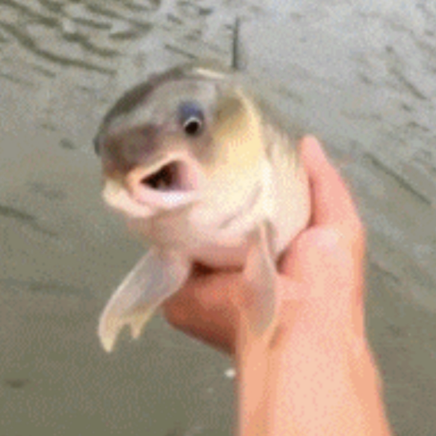 鯮