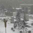 TreeNewBeeจุ๊บ