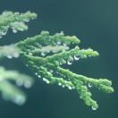 雨尘沙