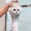 喵