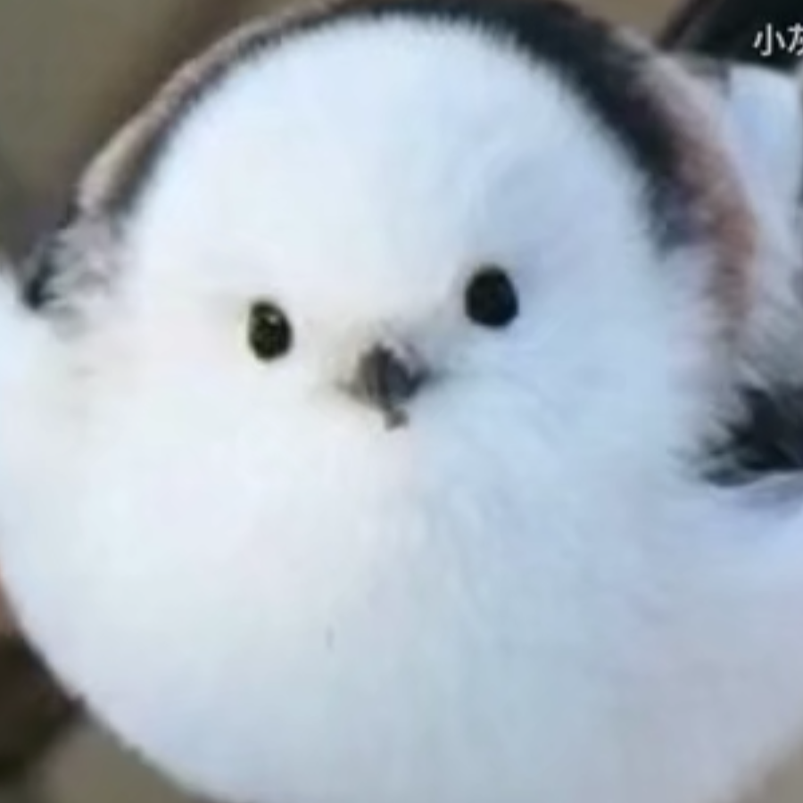耶耶耶