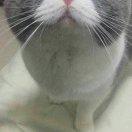 蛋生桂促