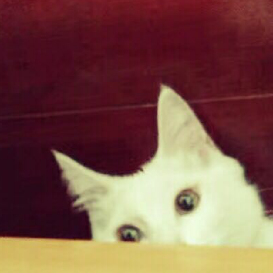 把你们都给兔兔了