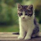 Imyou