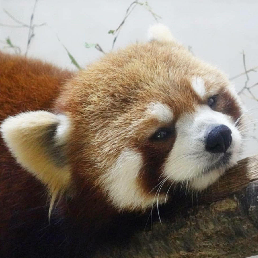 山渐青