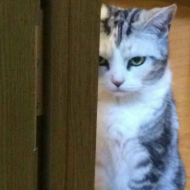 诶嘿？