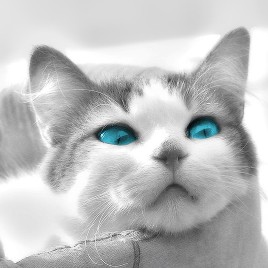 瑟瑟发抖的竹子君