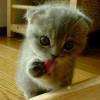 kiss