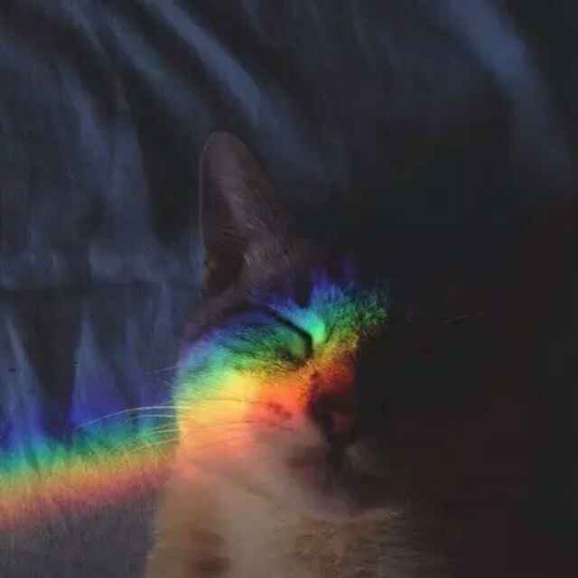 锅贴