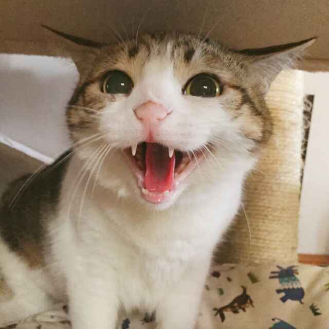 叶孤橙大爷