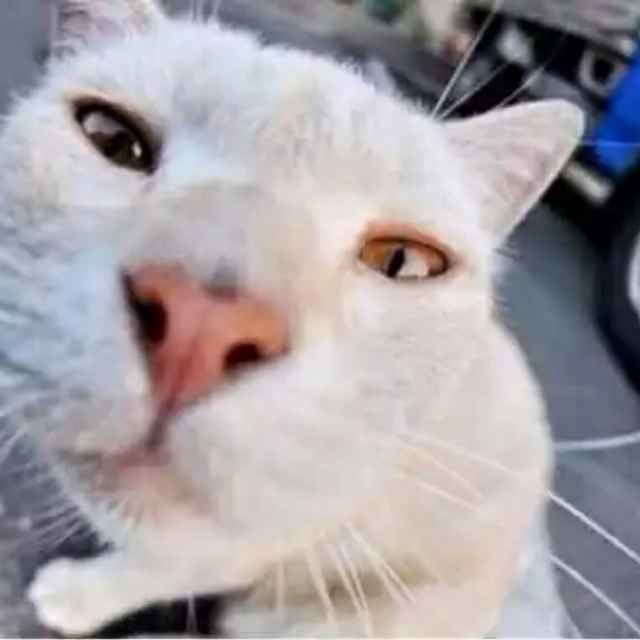 猫粥丶
