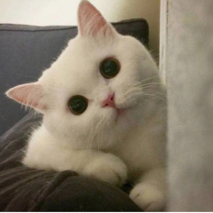 玖