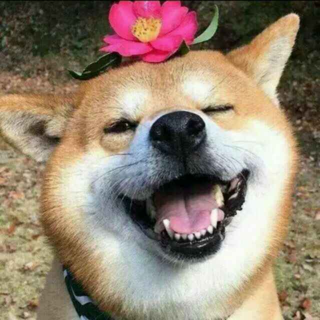 Doggy