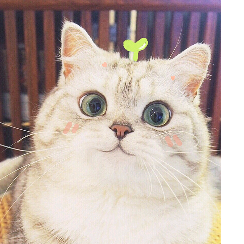 猫九九